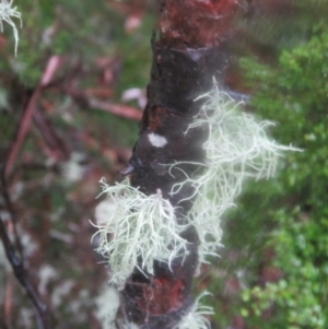 Usnea sp. (genus) at Paddys River, ACT - 8 Aug 2020 04:54 PM