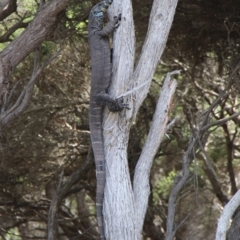Varanus varius (Lace Monitor) at Green Cape, NSW - 26 Jan 2019 by JimL