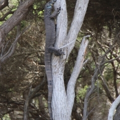 Varanus varius (Lace Monitor) at Ben Boyd National Park - 26 Jan 2019 by JimL