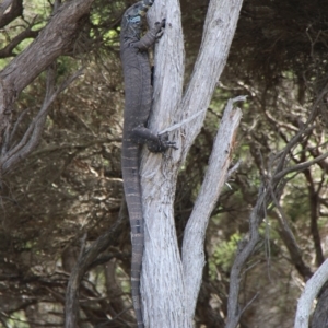 Varanus varius at Green Cape, NSW - suppressed