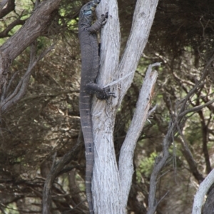 Varanus varius at Green Cape, NSW - 26 Jan 2019
