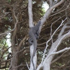 Varanus varius at Green Cape, NSW - 26 Jan 2019