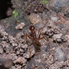 Aphaenogaster longiceps (Funnel ant) at Acton, ACT - 10 Apr 2022 by TimL