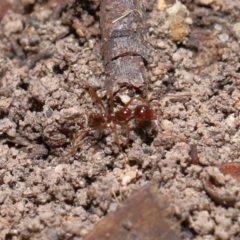 Aphaenogaster longiceps at Acton, ACT - 10 Apr 2022