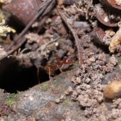 Aphaenogaster longiceps at Acton, ACT - 10 Apr 2022