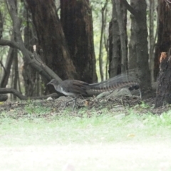 Menura novaehollandiae (Superb Lyrebird) at Ben Boyd National Park - 26 Jan 2019 by JimL