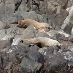 Arctocephalus pusillus doriferus (Australian Fur-seal) at South Bruny National Park - 23 Apr 2018 by JimL