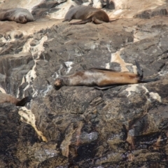 Arctocephalus pusillus doriferus at South Bruny National Park - 23 Apr 2018