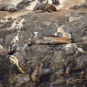 Arctocephalus pusillus doriferus at South Bruny National Park - 23 Apr 2018