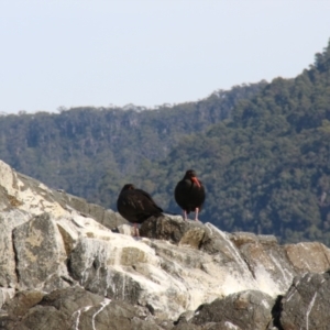 Haematopus fuliginosus at South Bruny, TAS - suppressed