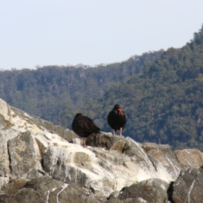 Haematopus fuliginosus (Sooty Oystercatcher) at South Bruny National Park - 23 Apr 2018 by JimL