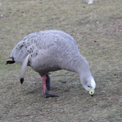 Cereopsis novaehollandiae (Cape Barren Goose) at Maria Island National Park - 18 Apr 2018 by JimL