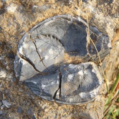 Unidentified Fossil / Geological Feature at Maria Island National Park - 18 Apr 2018 by JimL