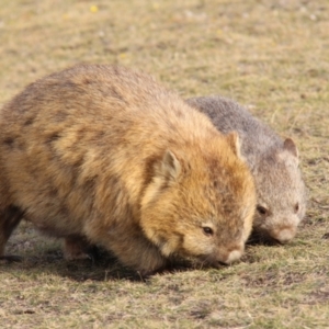 Vombatus ursinus at Triabunna, TAS - 18 Apr 2018 03:51 PM