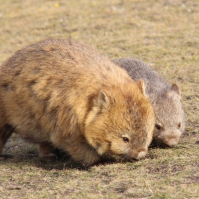 Vombatus ursinus (Common wombat, Bare-nosed Wombat) at Maria Island National Park - 18 Apr 2018 by JimL