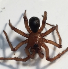 Idiopidae (family) (Armoured or Spiny Trapdoor Spider) at Gang Gang at Yass River - 30 May 2022 by JonLewis