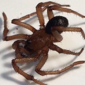 Idiopidae at Yass River, NSW - 30 May 2022