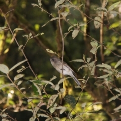 Pachycephala pectoralis (Golden Whistler) at Mount Field National Park - 25 Apr 2018 by JimL