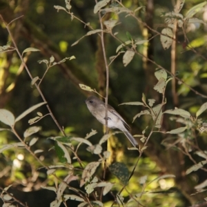 Pachycephala pectoralis at Mount Field, TAS - 25 Apr 2018 10:55 AM