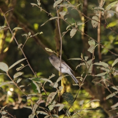 Pachycephala pectoralis (Golden Whistler) at Mount Field, TAS - 25 Apr 2018 by JimL