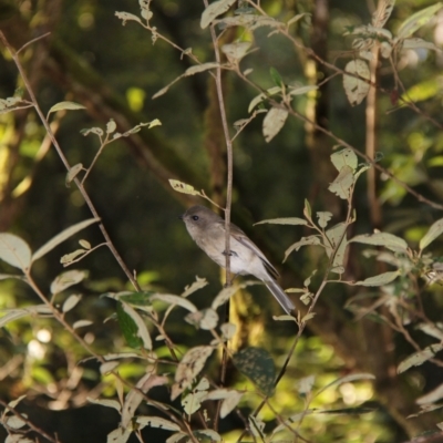 Pachycephala pectoralis (Golden Whistler) at Mount Field, TAS - 25 Apr 2018 by JimL