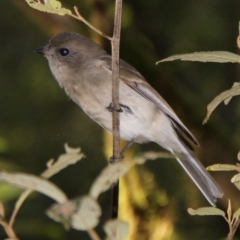 Pachycephala pectoralis at Mount Field, TAS - 25 Apr 2018 10:55 AM