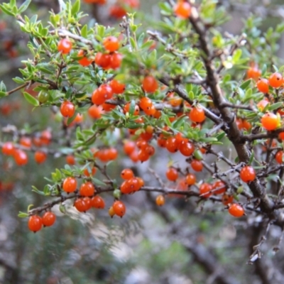 Coprosma quadrifida (Prickly Currant Bush, Native Currant) at Mount Field National Park - 25 Apr 2018 by JimL