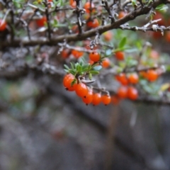 Coprosma quadrifida at Mount Field, TAS - 25 Apr 2018 12:59 PM