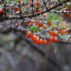 Coprosma quadrifida at Mount Field, TAS - 25 Apr 2018 12:59 PM