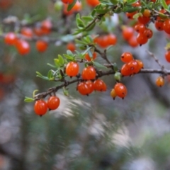 Coprosma quadrifida at Mount Field, TAS - 25 Apr 2018