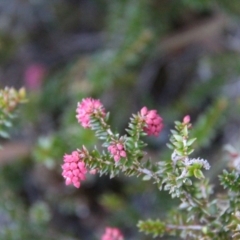 Trochocarpa thymifolia at Mount Field, TAS - 25 Apr 2018 by JimL