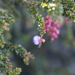 Trochocarpa thymifolia at Mount Field, TAS - 25 Apr 2018