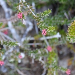 Trochocarpa thymifolia at Mount Field, TAS - 25 Apr 2018