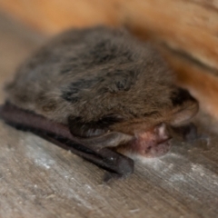 Nyctophilus geoffroyi (Lesser Long-eared Bat) at Namadgi National Park - 26 May 2022 by Jek