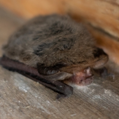Nyctophilus geoffroyi (Lesser Long-eared Bat) at Cotter River, ACT - 26 May 2022 by Jek