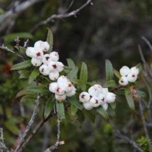 Gaultheria hispida at Mount Field, TAS - 25 Apr 2018