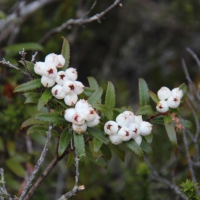 Gaultheria hispida (Copperleaf Snowberry) at Mount Field National Park - 25 Apr 2018 by JimL