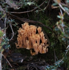 Unidentified Coralloid fungus, markedly branched (TBC) at Mount Field, TAS - 25 Apr 2018 by JimL
