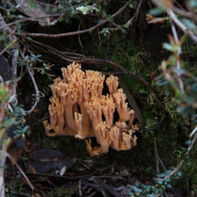 Unidentified Coralloid fungus, markedly branched at Mount Field, TAS - 25 Apr 2018 by JimL