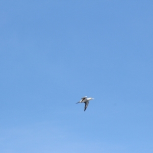 Morus serrator at South Bruny, TAS - 23 Apr 2018 01:36 PM