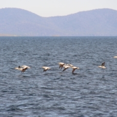 Morus serrator (Australasian Gannet) at Triabunna, TAS - 20 Apr 2018 by JimL