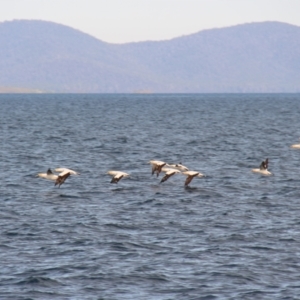 Morus serrator at Triabunna, TAS - 20 Apr 2018 02:21 PM