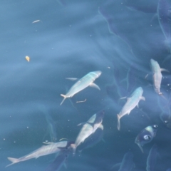 Unverified Fish at Triabunna, TAS - 20 Apr 2018 by JimL