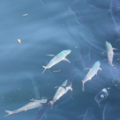 Unidentified Fish at Maria Island National Park - 20 Apr 2018 by JimL