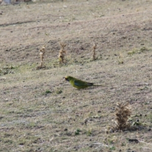Platycercus caledonicus at Triabunna, TAS - 19 Apr 2018 11:09 AM