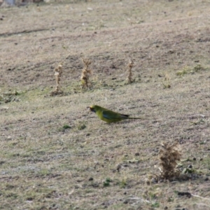 Platycercus caledonicus at Triabunna, TAS - 19 Apr 2018