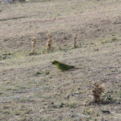 Platycercus caledonicus (Green Rosella) at Triabunna, TAS - 19 Apr 2018 by JimL