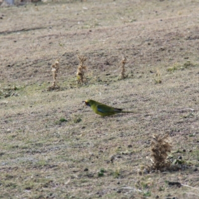 Platycercus caledonicus (Green Rosella) at Maria Island National Park - 19 Apr 2018 by JimL