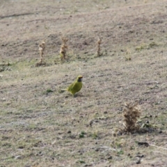 Platycercus caledonicus at Triabunna, TAS - 19 Apr 2018 11:09 AM