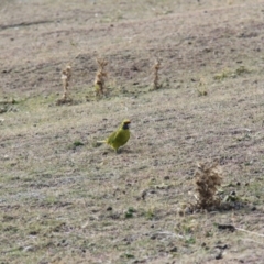 Platycercus caledonicus at Triabunna, TAS - 19 Apr 2018